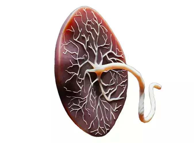 Placenta Anatomy 3D model