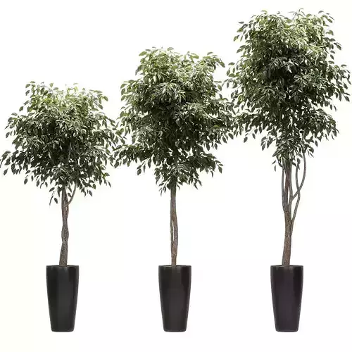 Ficus Benjamin Nitida on a bole - 3 models 3D model