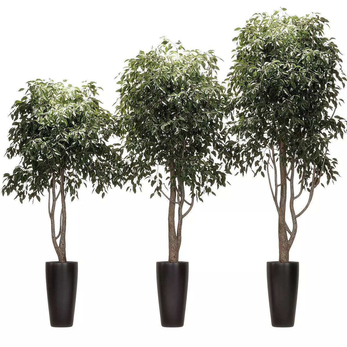 Ficus Benjamin Nitida on trunk v2 - 3 models 3D model_0