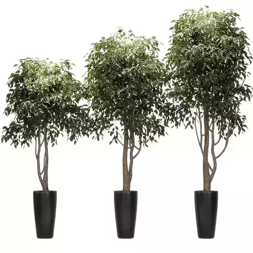 Ficus Benjamin Nitida on trunk v2 - 3 models