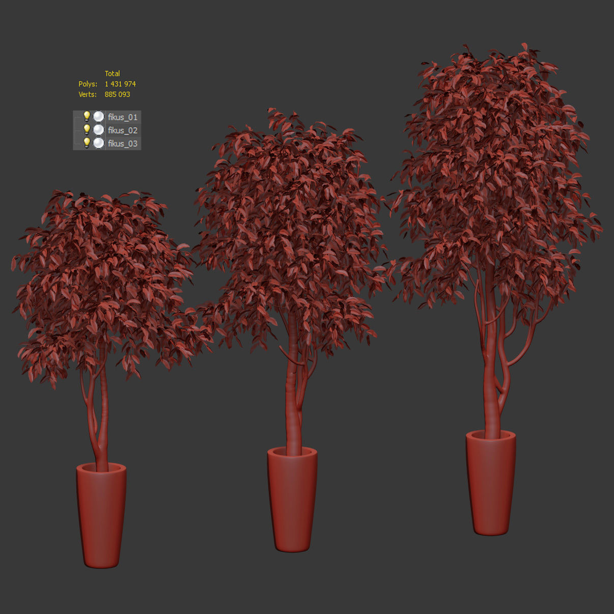 Ficus Benjamin Nitida on trunk v2 - 3 models 3D model_3
