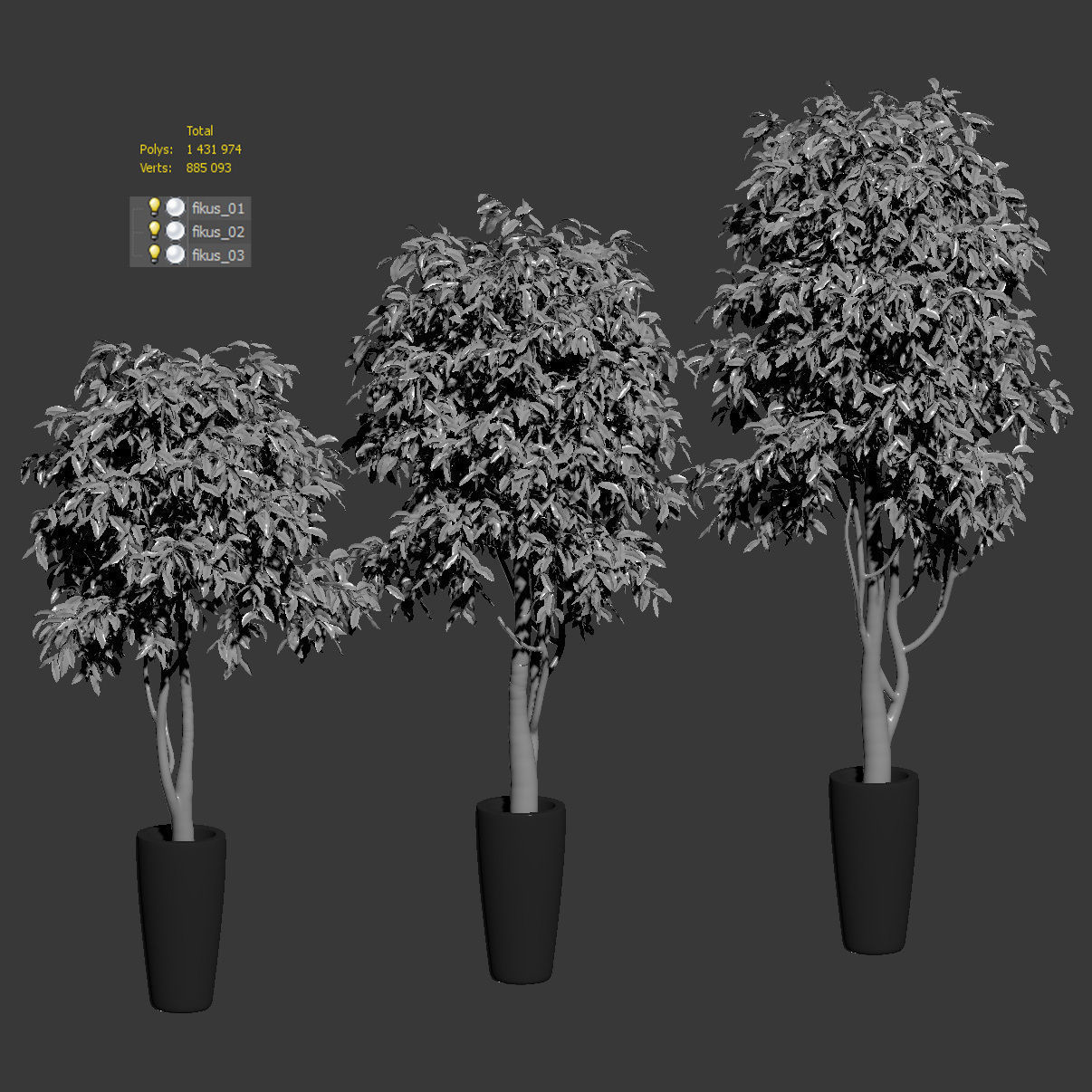 Ficus Benjamin Nitida on trunk v2 - 3 models 3D model_2