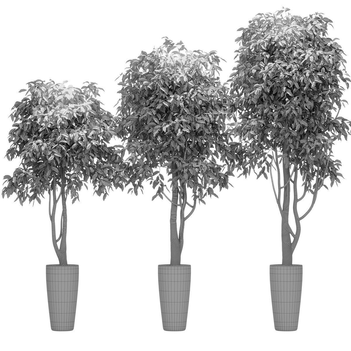 Ficus Benjamin Nitida on trunk v2 - 3 models 3D model_1
