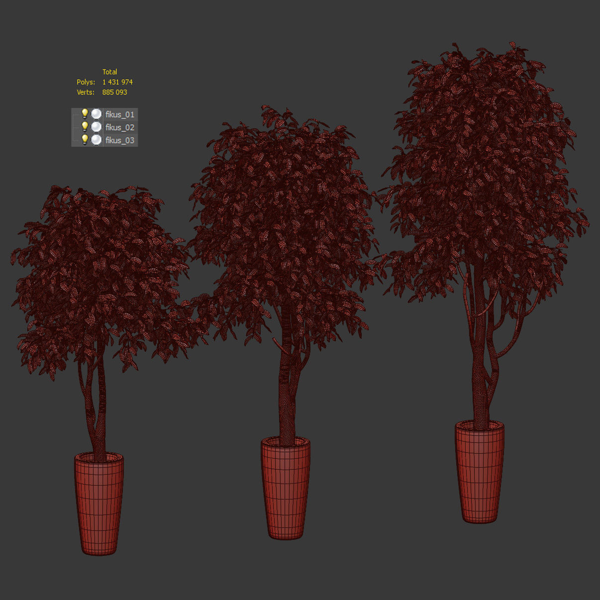 Ficus Benjamin Nitida on trunk v2 - 3 models 3D model_4