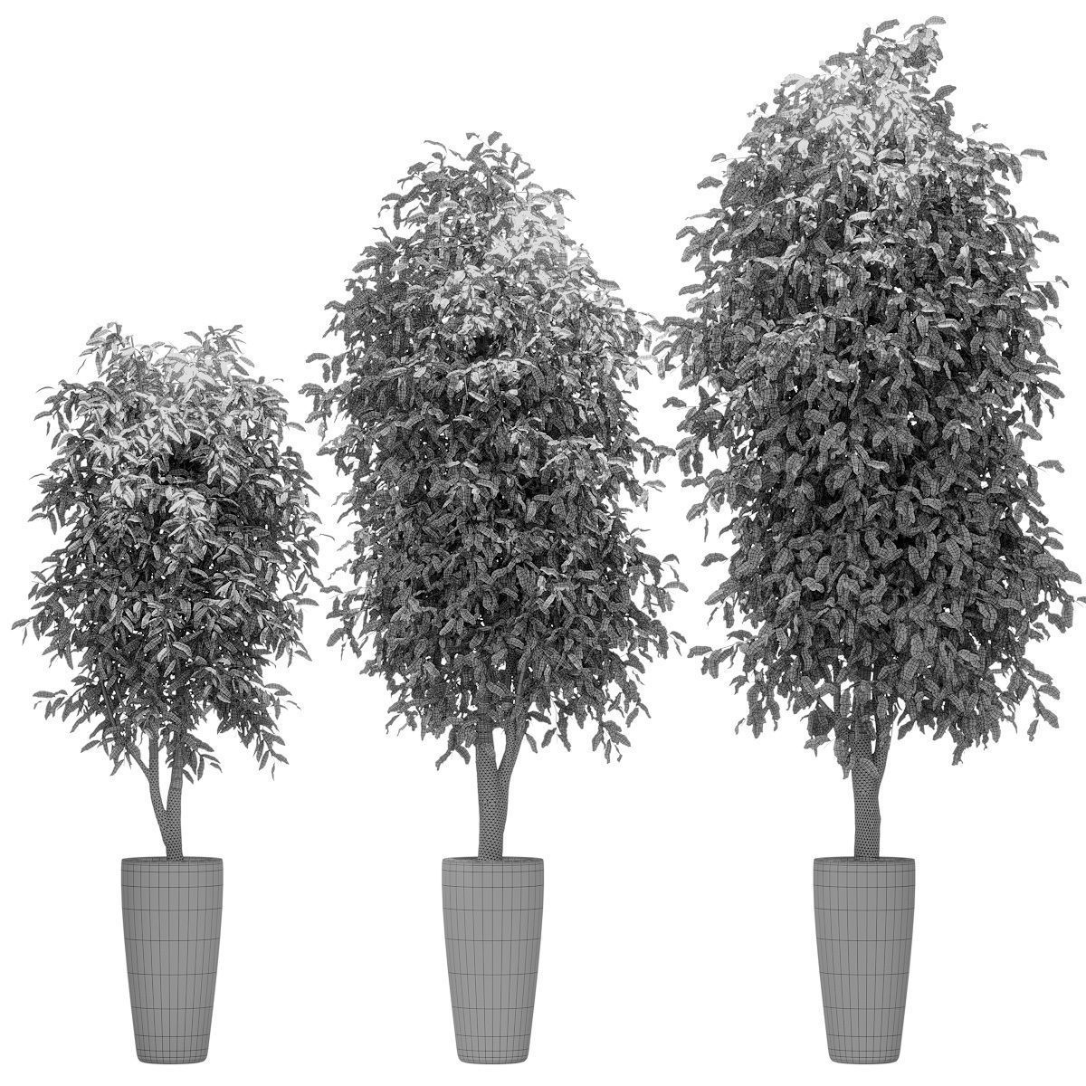 Ficus Benjamin Nitida v3 - 3 models Free 3D model_1