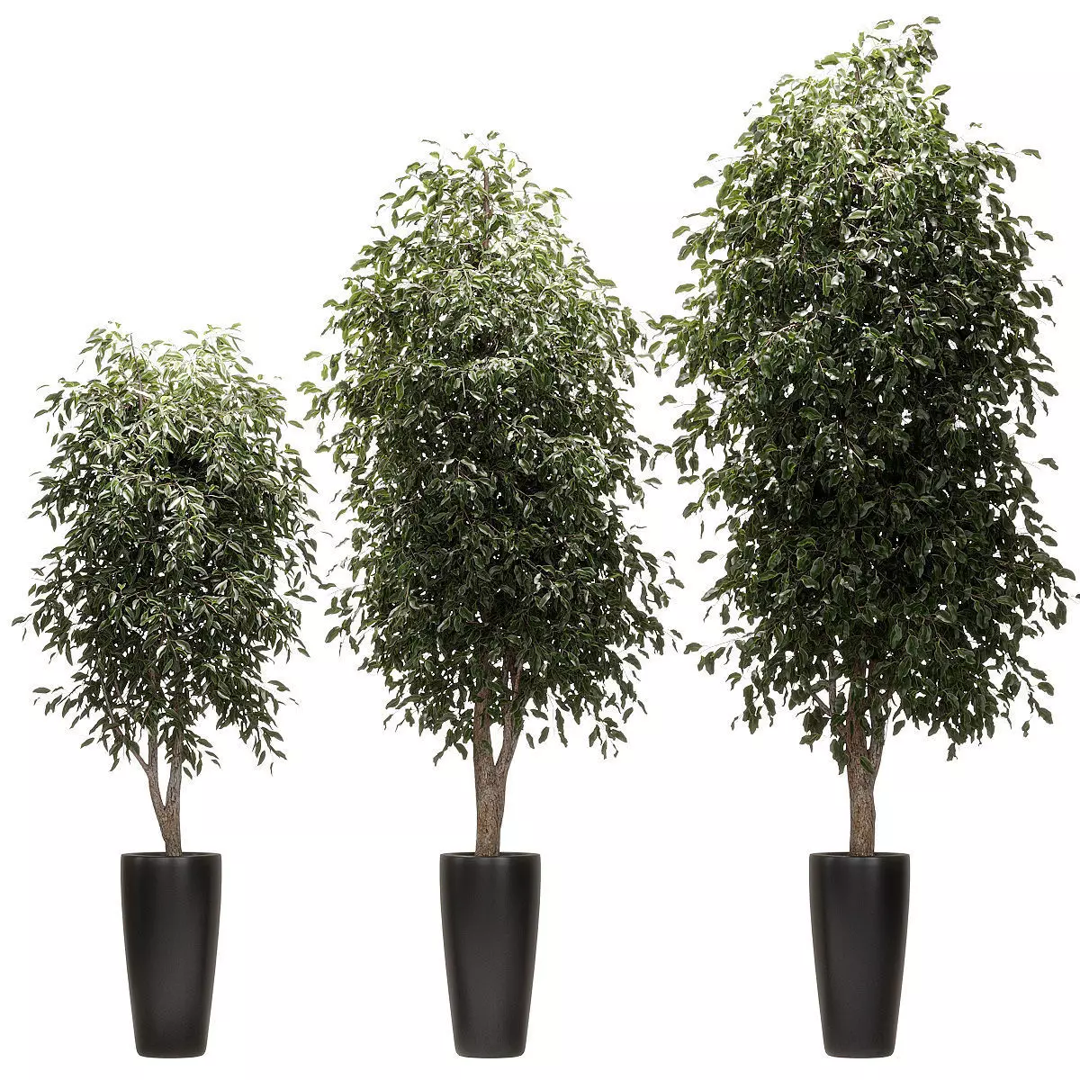 Ficus Benjamin Nitida v3 - 3 models Free 3D model_0