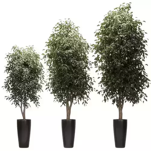 Ficus Benjamin Nitida v3 - 3 models Free 3D model