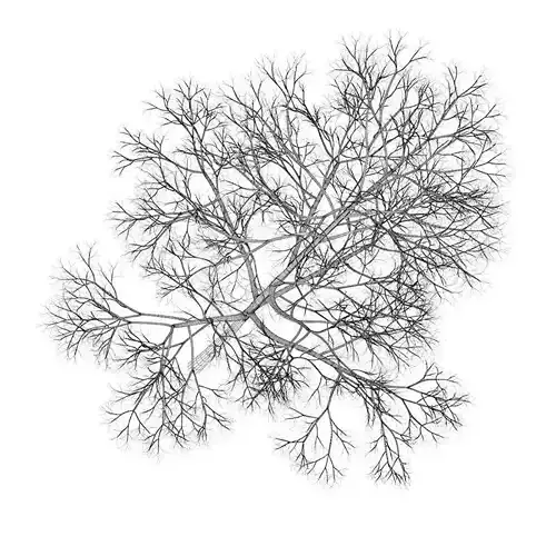 Acer Platanoides 15M winter