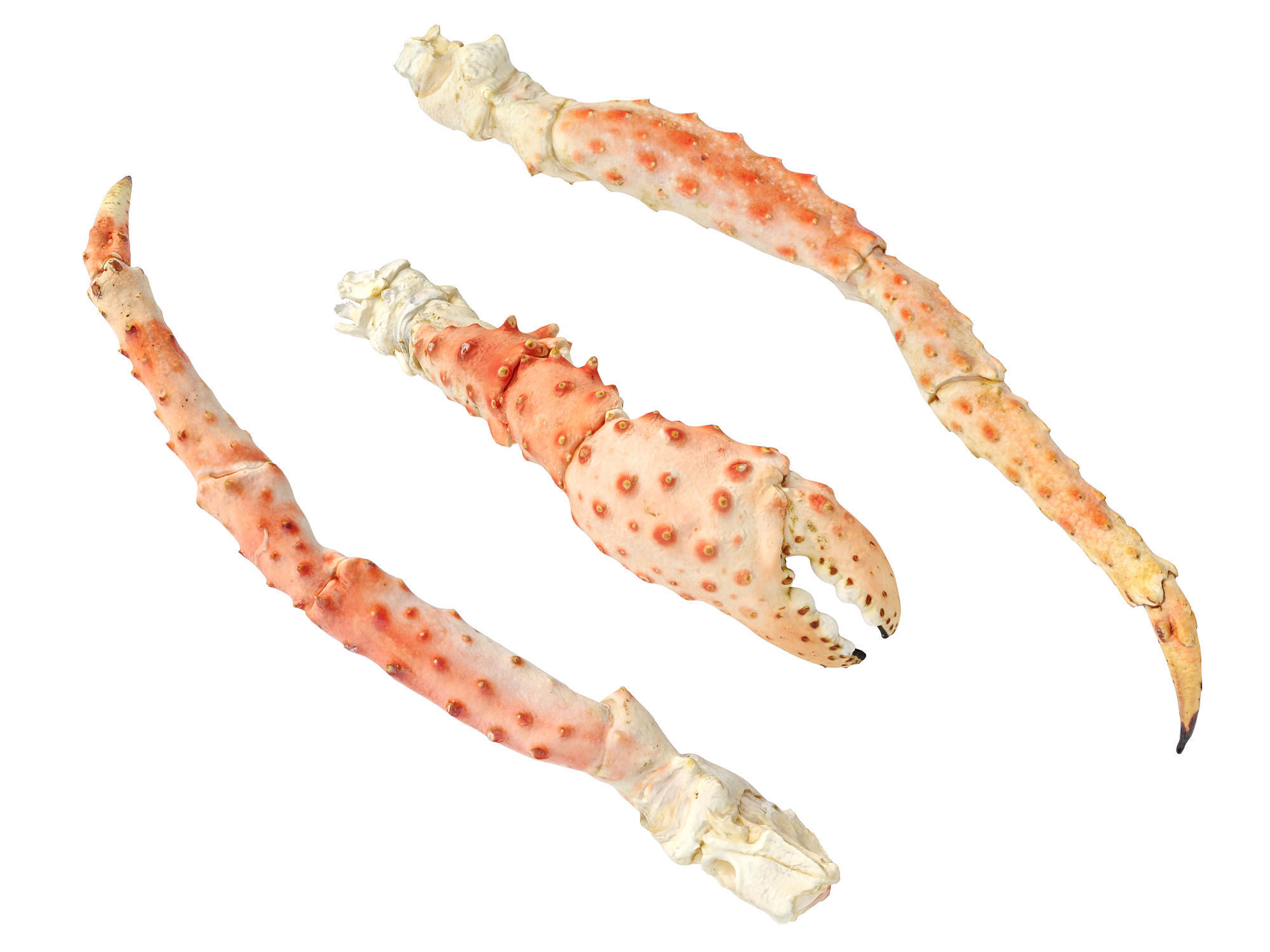 King Crab Legs and Claws 3D model_7