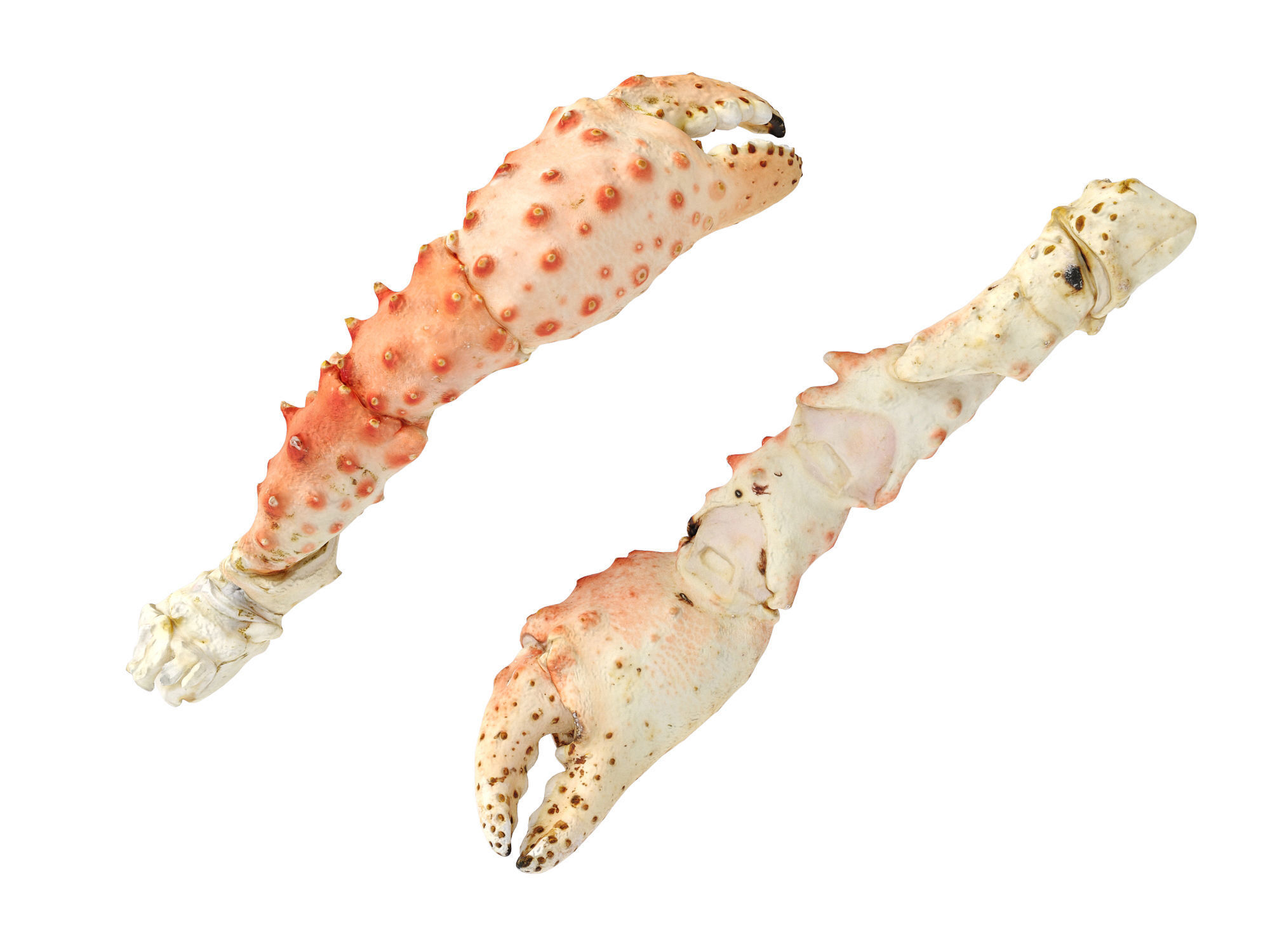 King Crab Legs and Claws 3D model_3