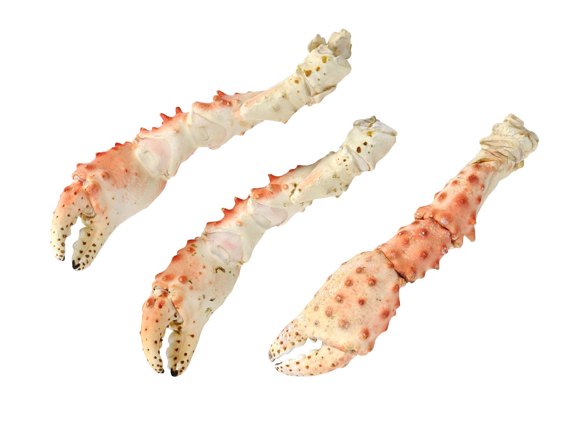 King Crab Legs and Claws 3D model_6
