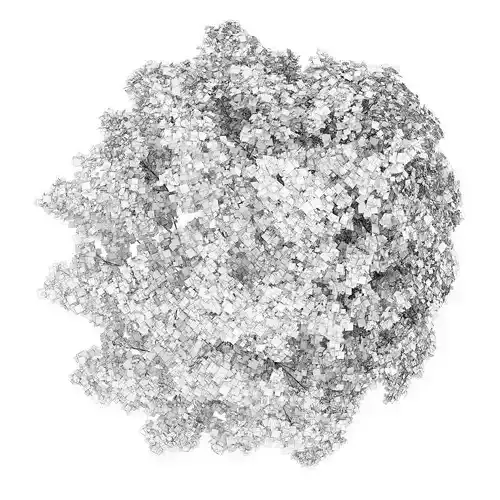 Common Maple 1 Acer campestre 45516