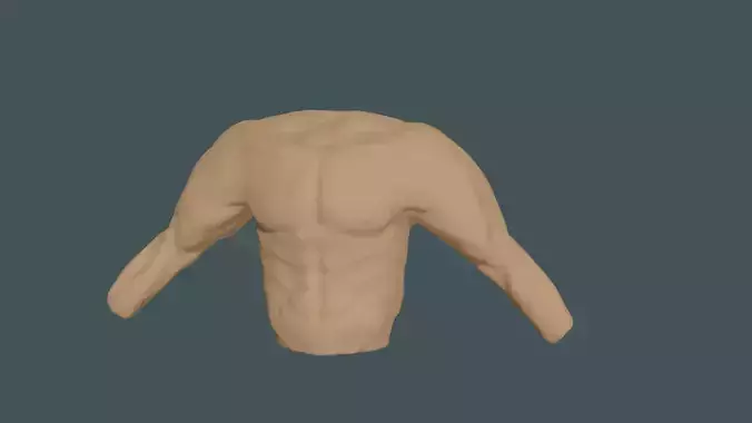 Male torso anotomy