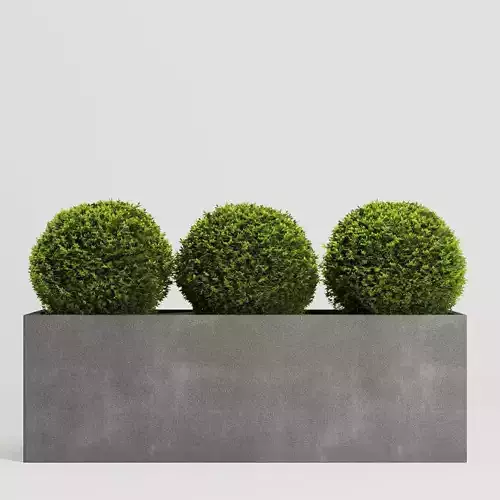 Boxwood Topiary Three Balls