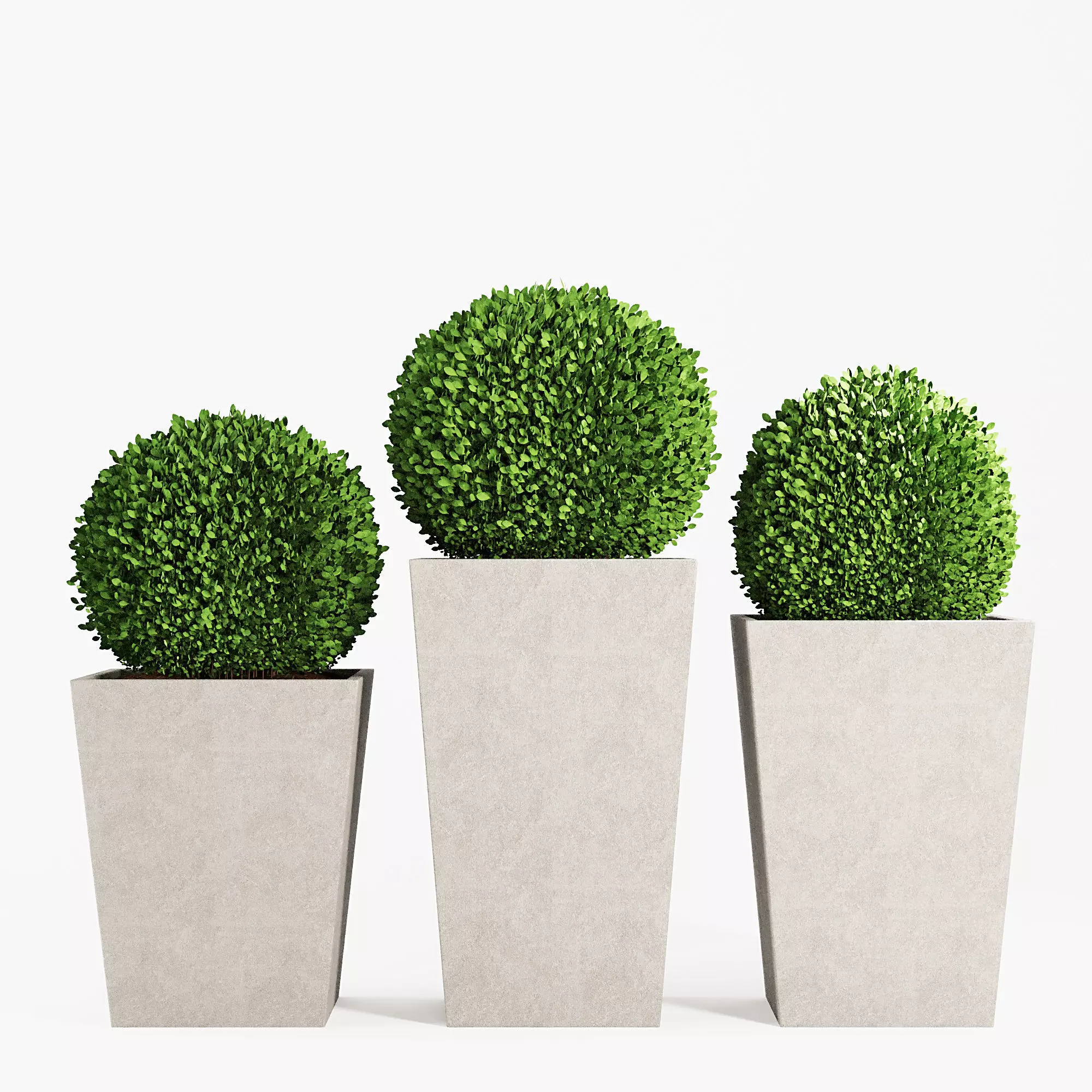 Boxwood topiary balls in tall planters 3D model