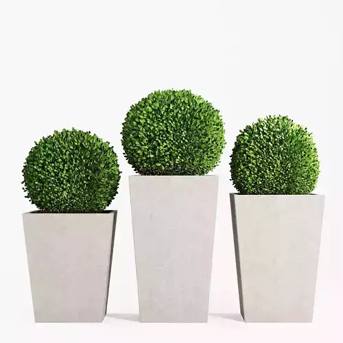 Boxwood topiary balls in tall planters