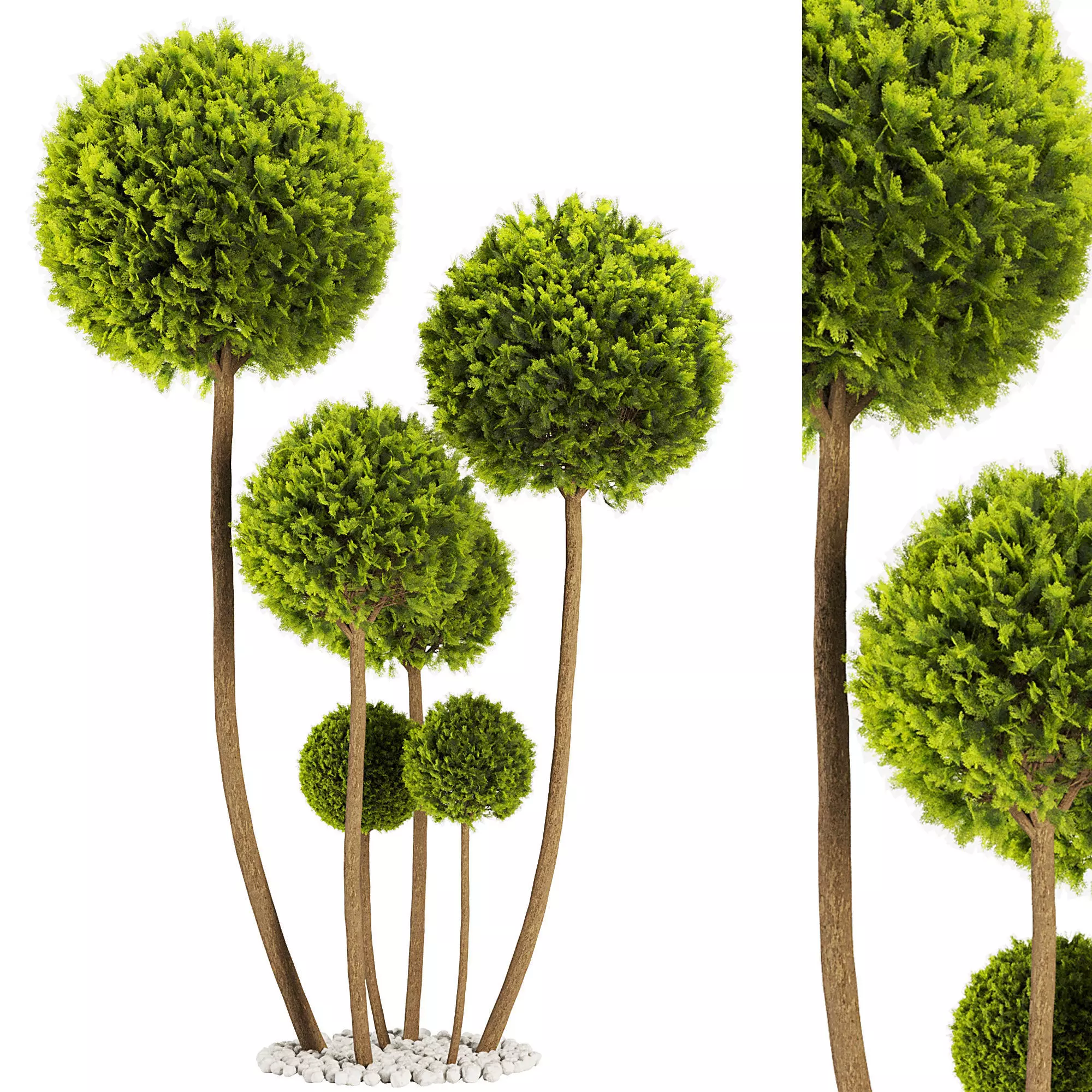 Cypress Pom Pom Topiary 3D model
