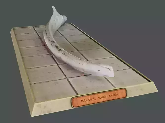Whale mandible and PBR materials