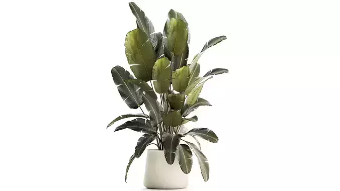 Beautiful Strelitzia bush plants in a flower pot 1315