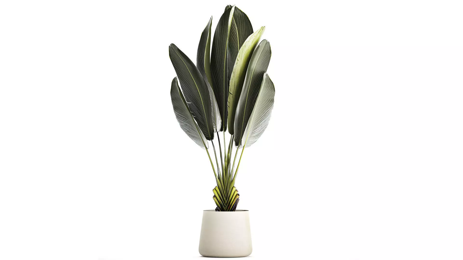 Beautiful Strelitzia Ravenala bush plants in a flower pot 1316 3D model