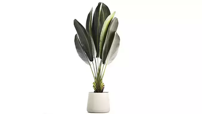 Beautiful Strelitzia Ravenala bush plants in a flower pot 1316