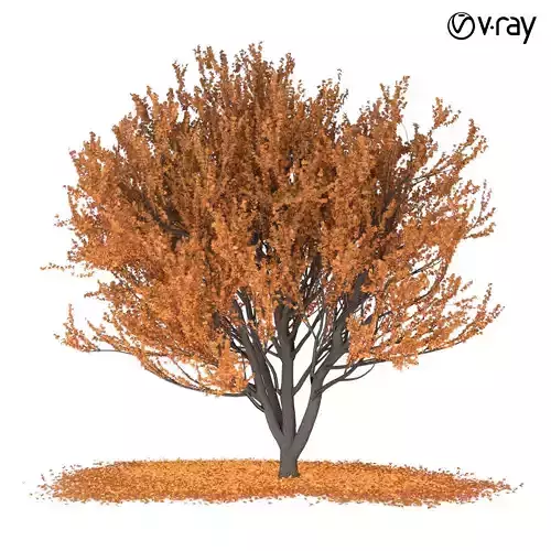 Autumn Maple Tree 3D model