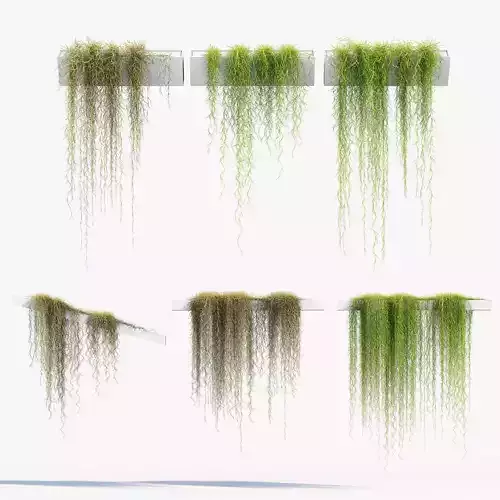 Tillandsia usneoides Spanish moss 02 3D model