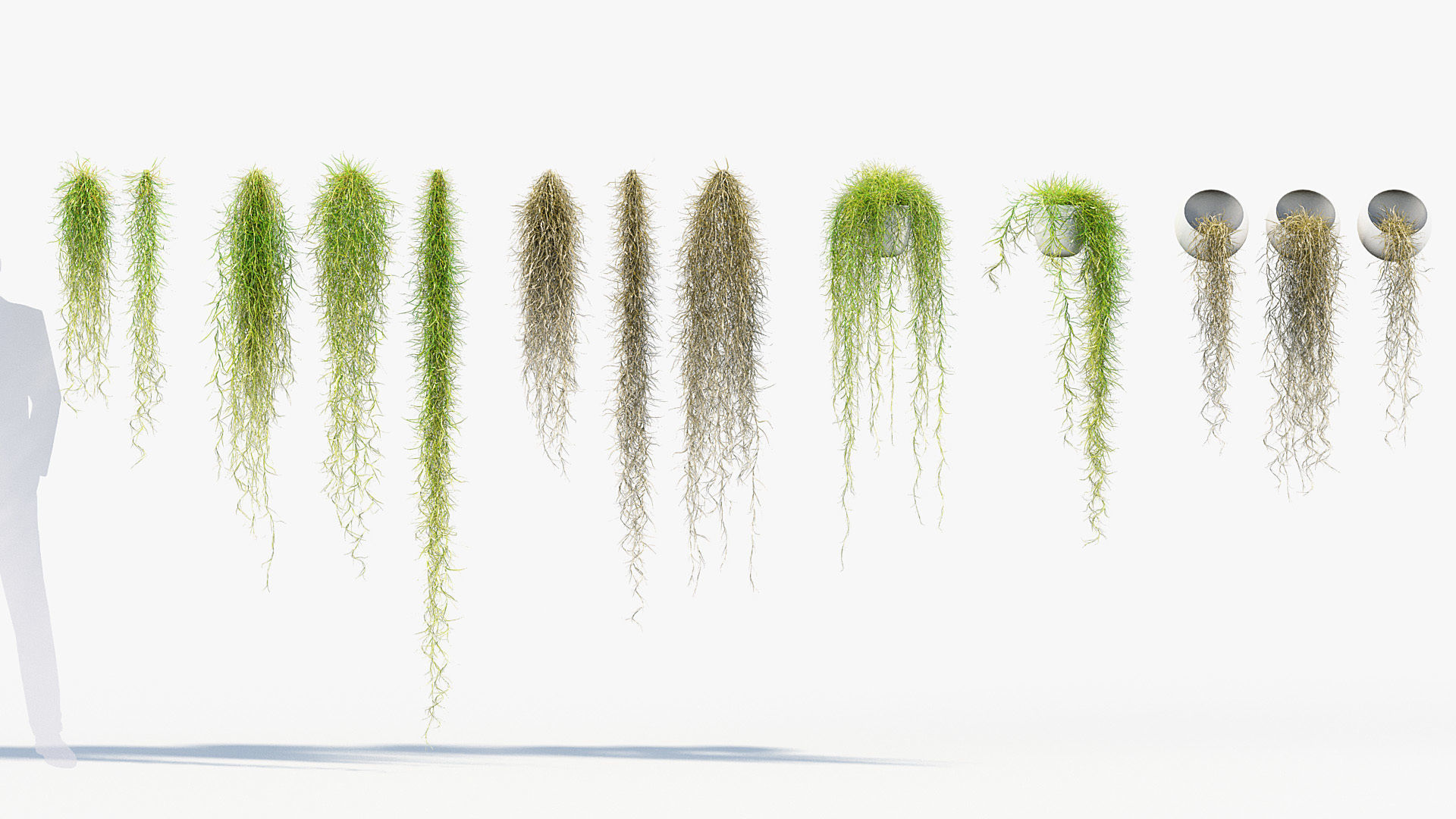 Tillandsia usneoides Spanish moss 01 3D model_1