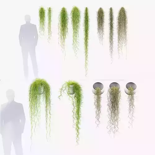 Tillandsia usneoides Spanish moss 01 3D model