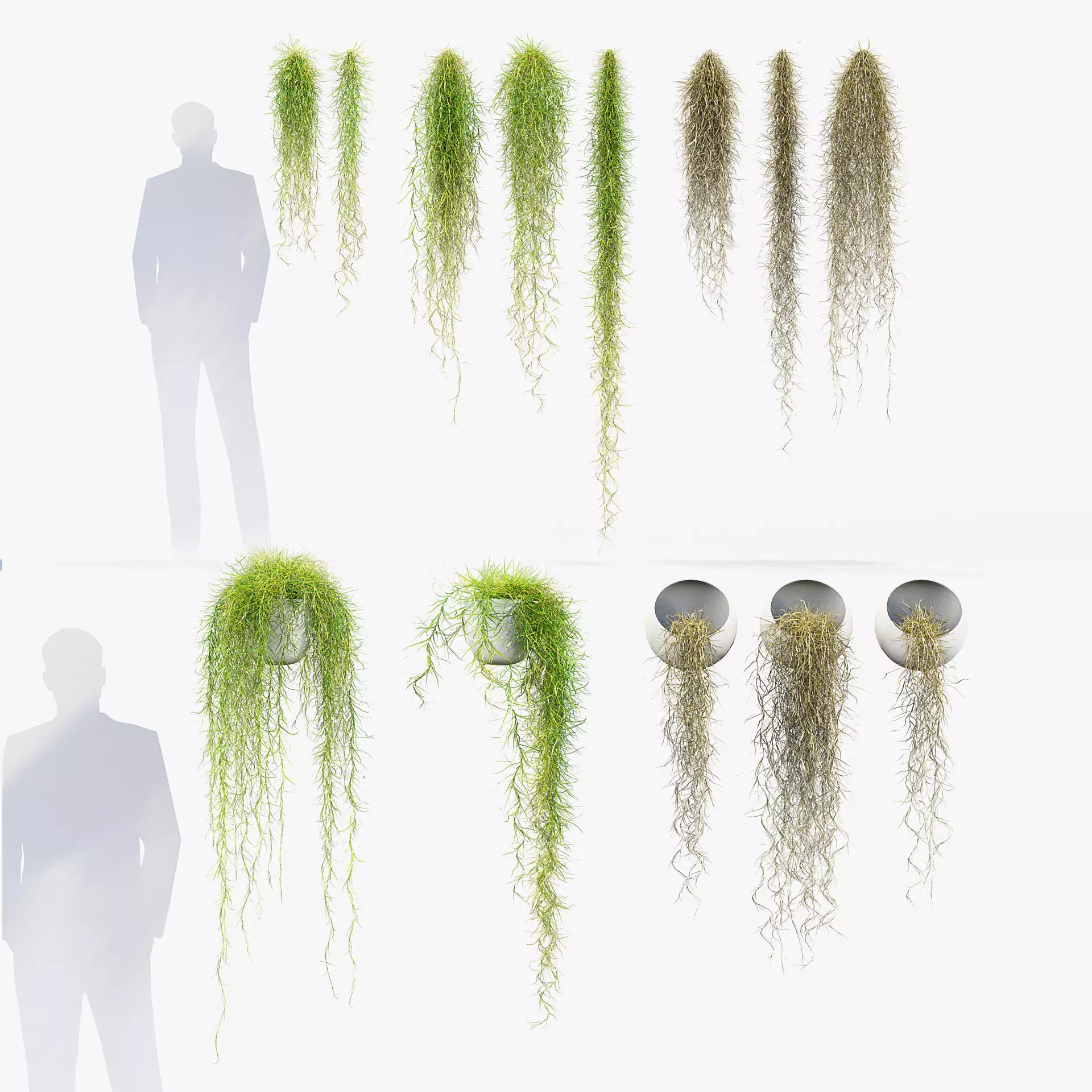 Tillandsia usneoides Spanish moss 01 3D model_0