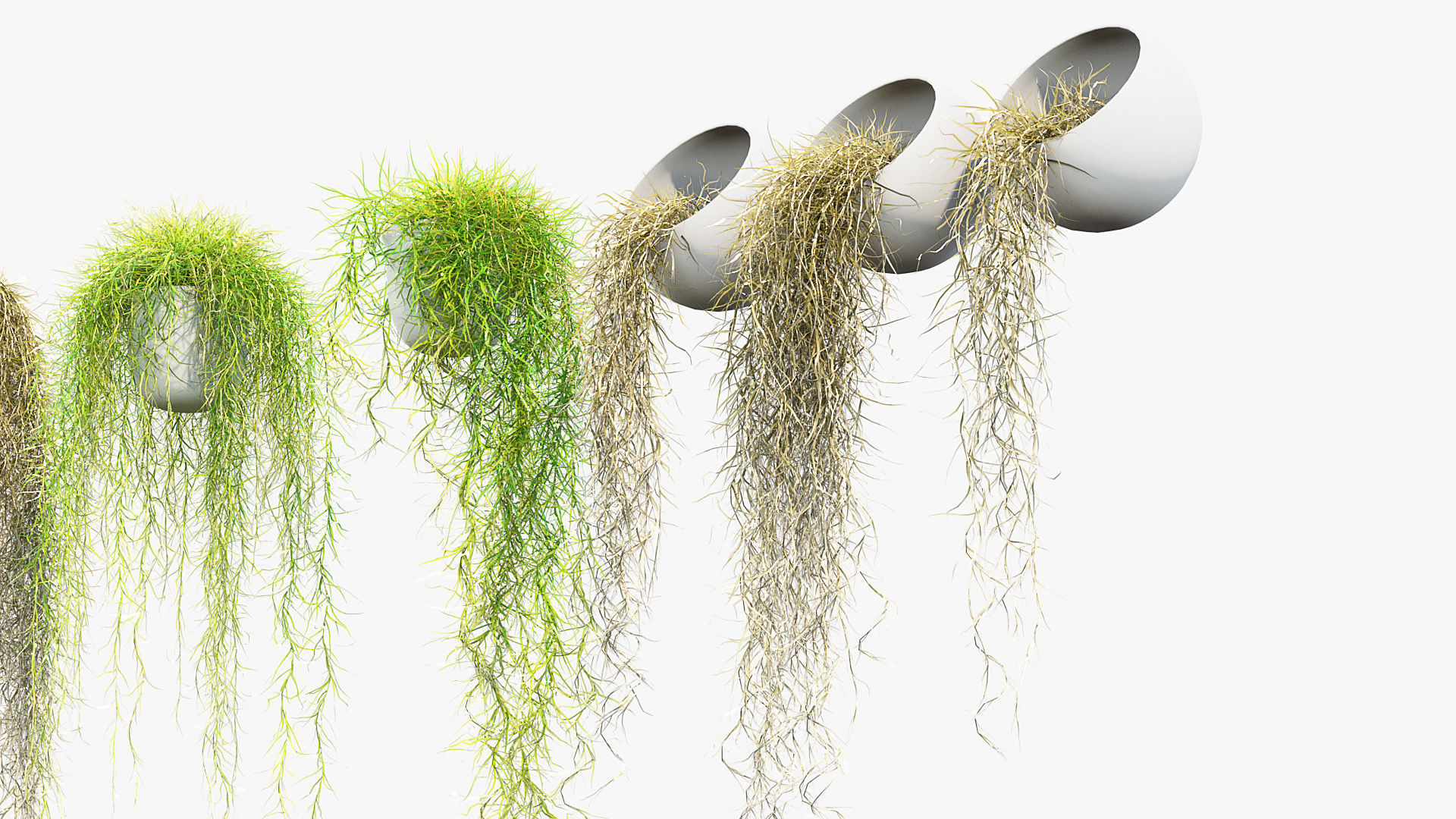 Tillandsia usneoides Spanish moss 01 3D model_4