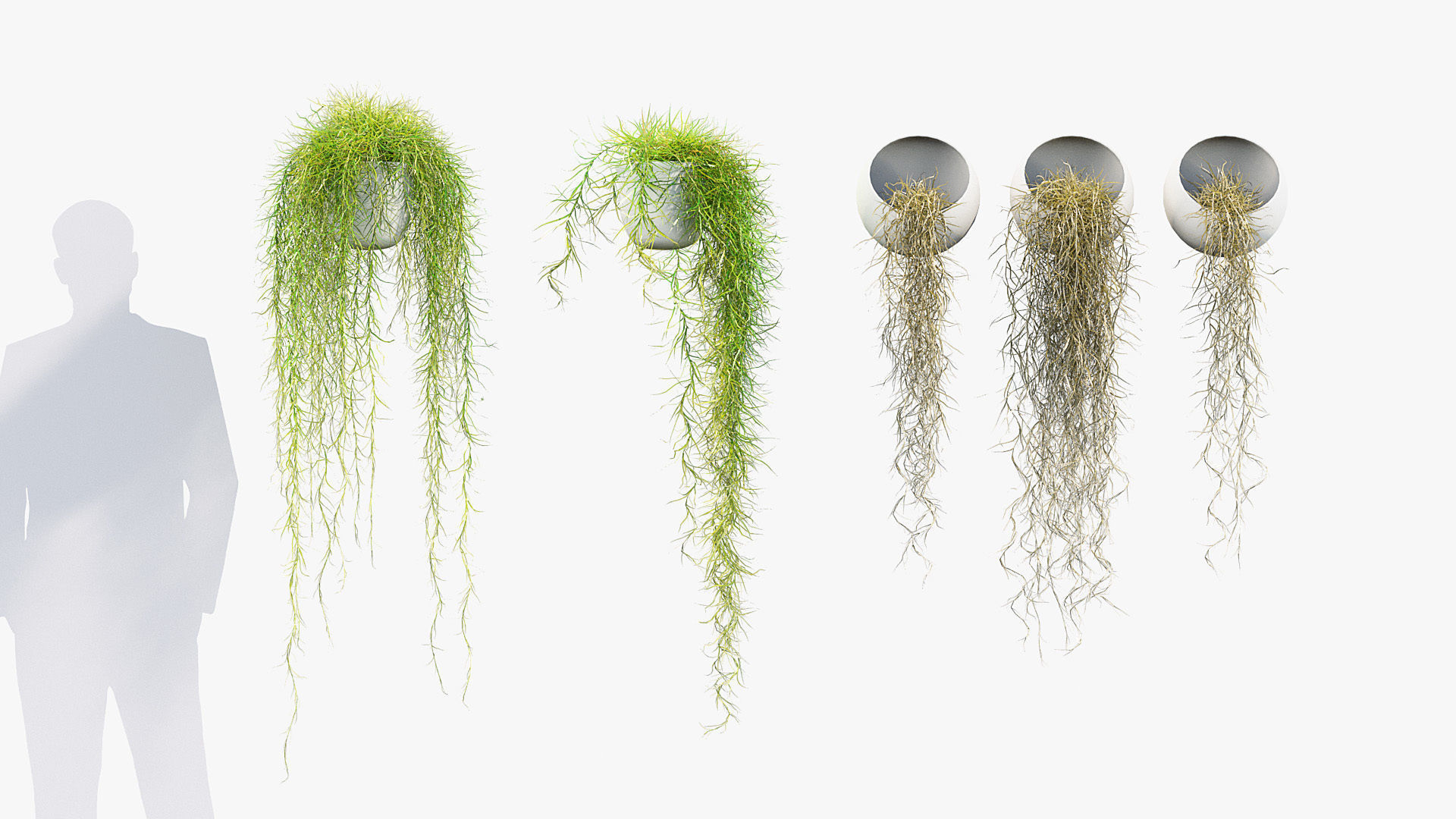 Tillandsia usneoides Spanish moss 01 3D model_3