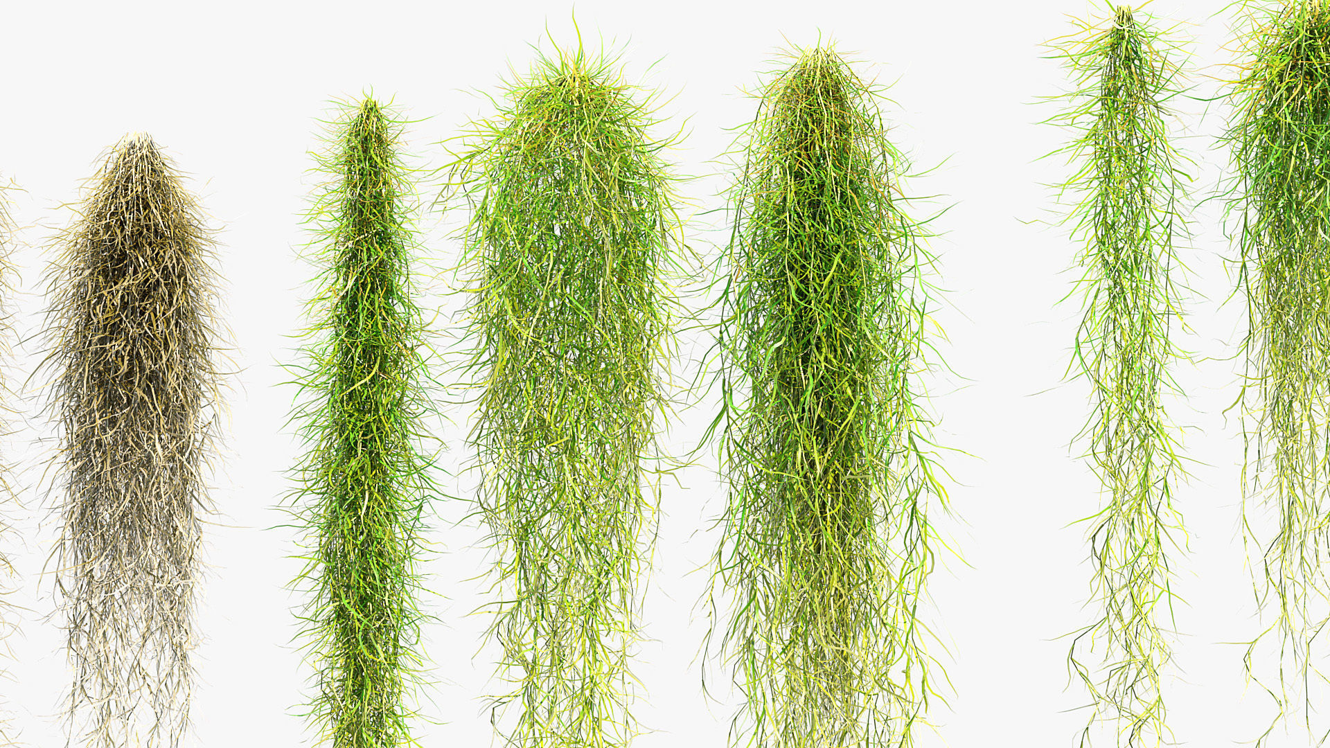 Tillandsia usneoides Spanish moss 01 3D model_7