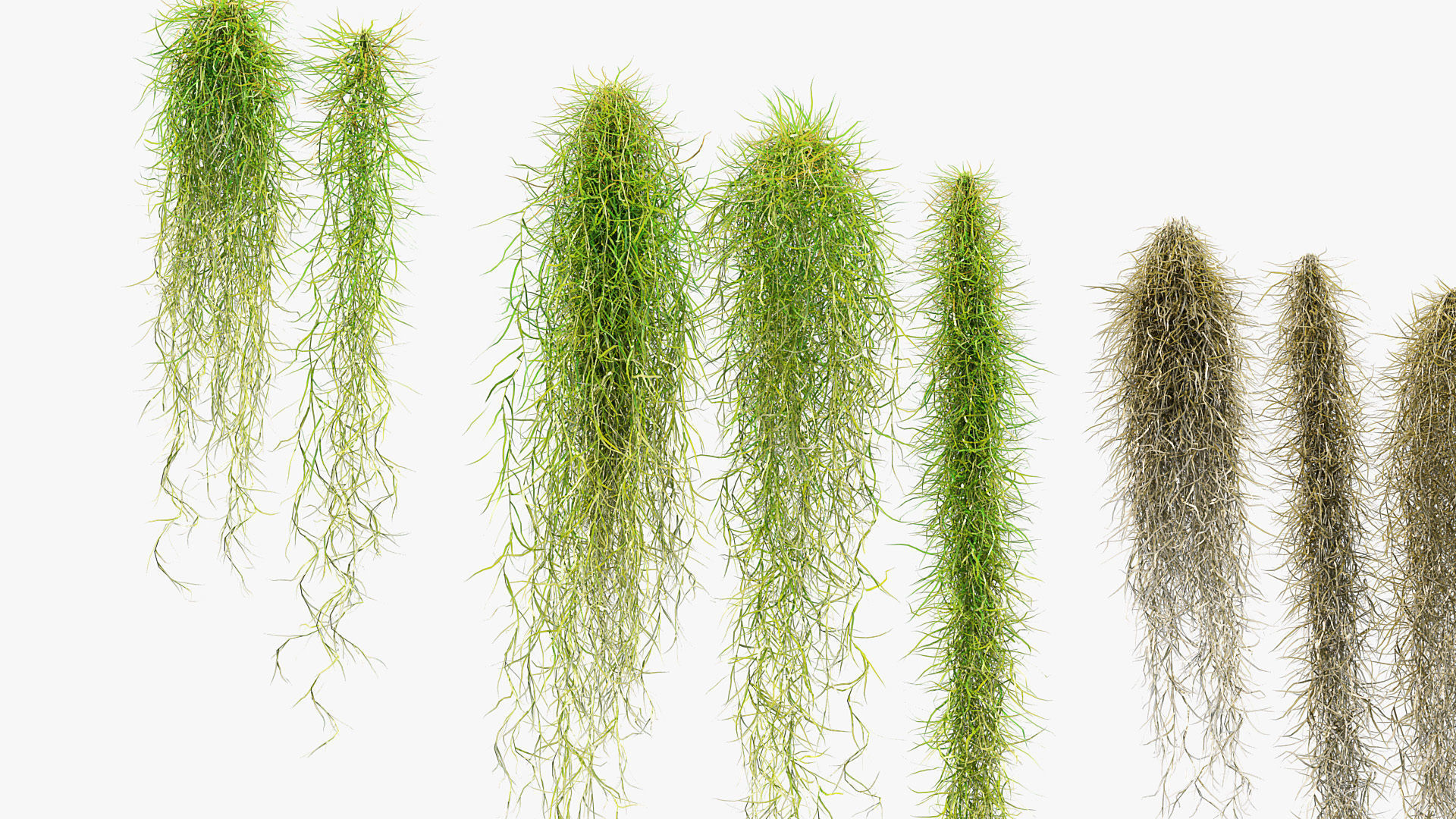 Tillandsia usneoides Spanish moss 01 3D model_5