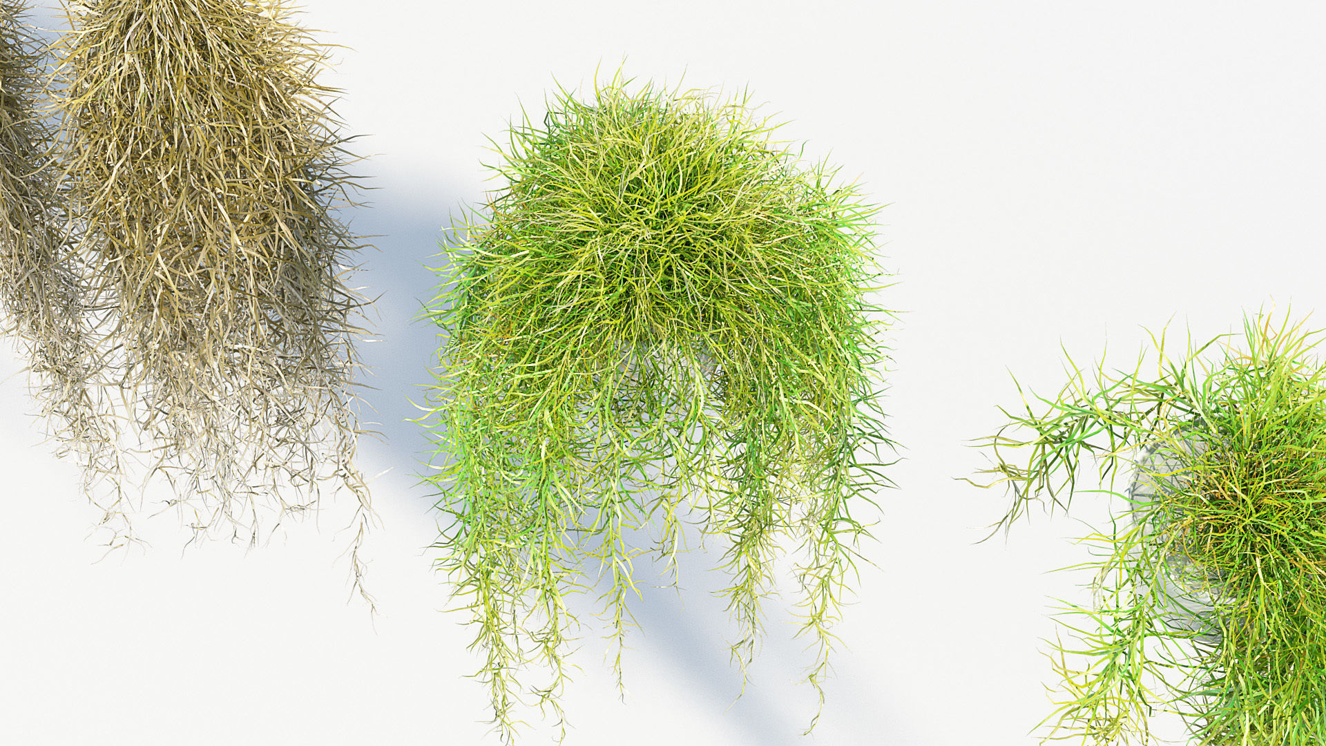 Tillandsia usneoides Spanish moss 01 3D model_6