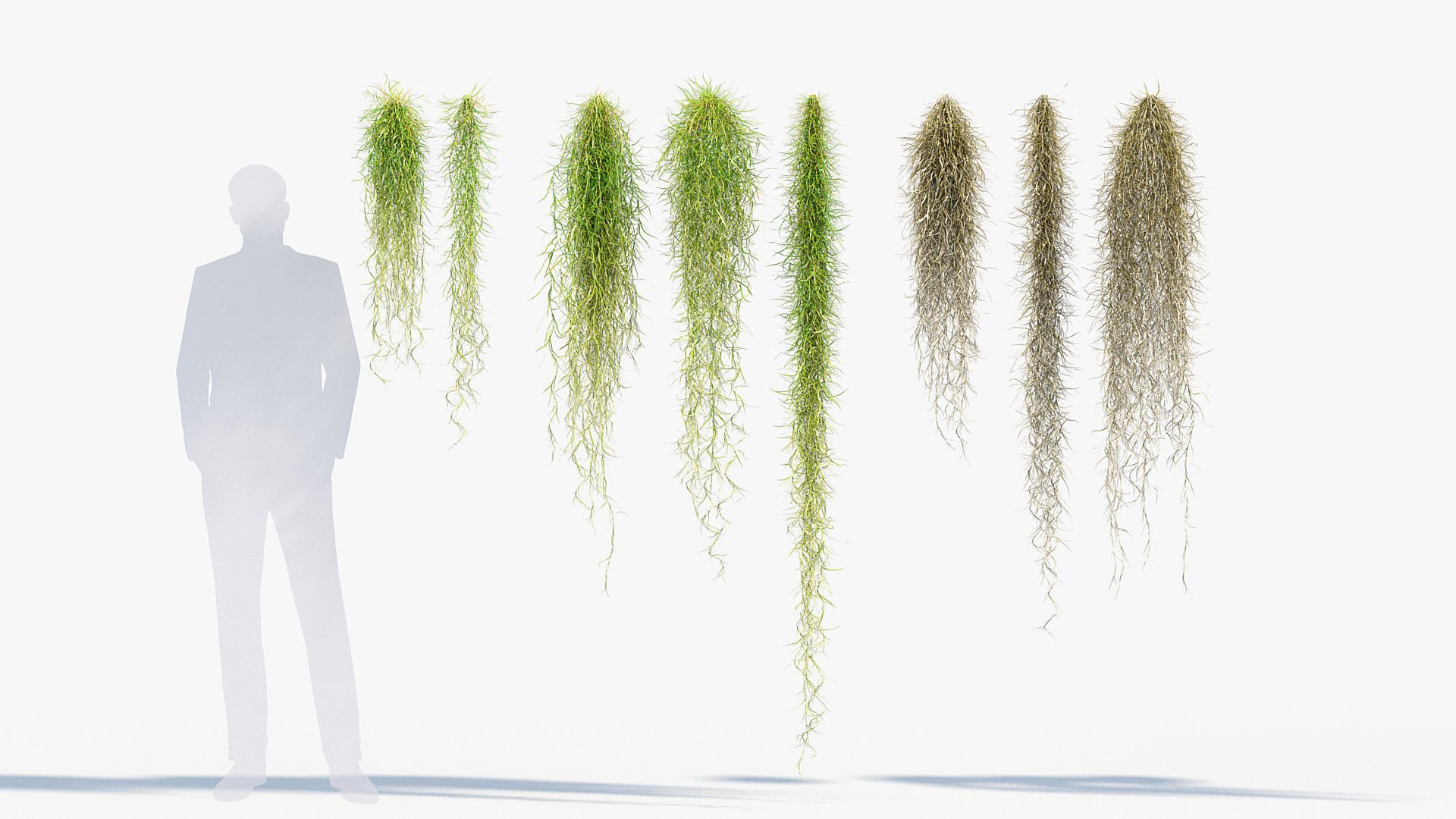 Tillandsia usneoides Spanish moss 01 3D model_2