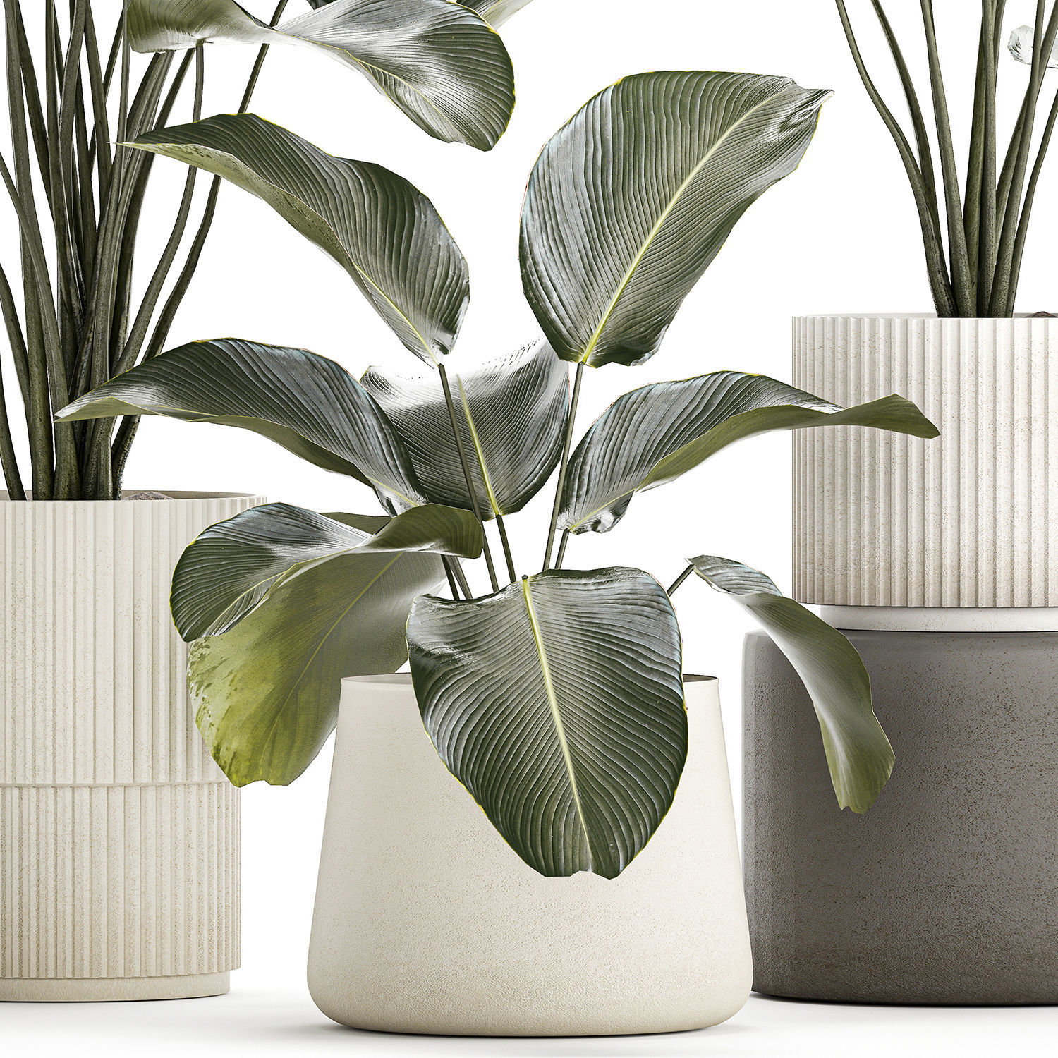 Beautiful plant bush Calathea lutea in a flower pot 1317 3D model_9