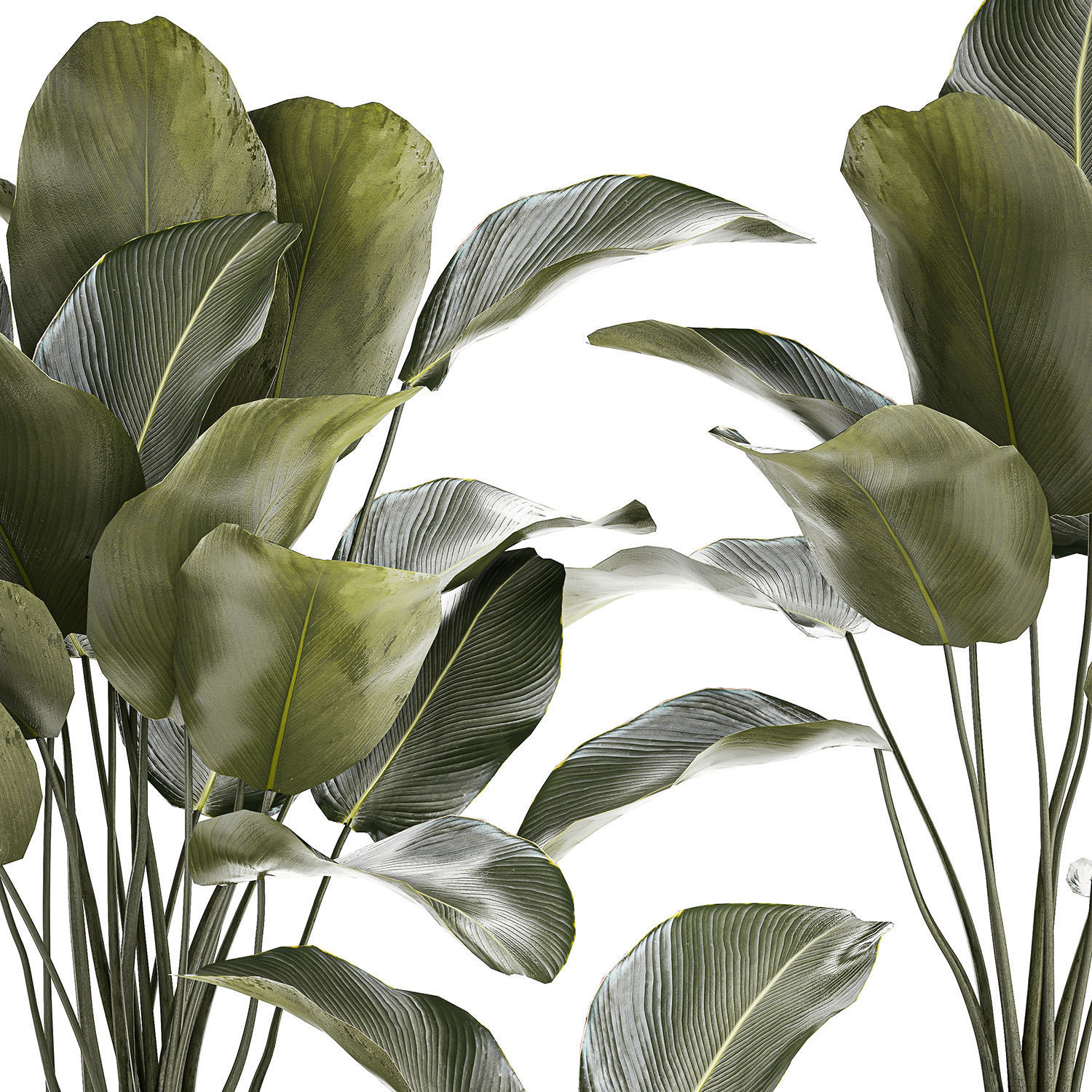 Beautiful plant bush Calathea lutea in a flower pot 1317 3D model_8