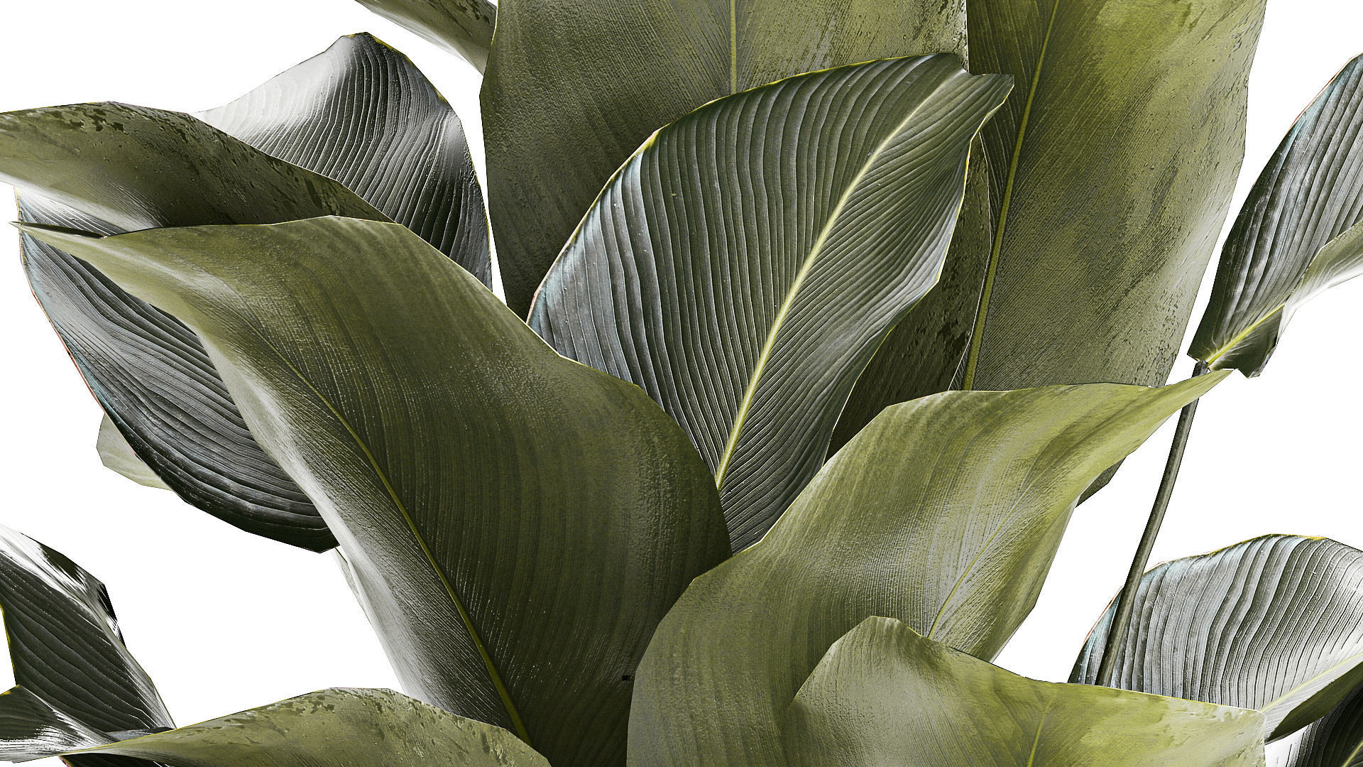 Beautiful plant bush Calathea lutea in a flower pot 1317 3D model_6