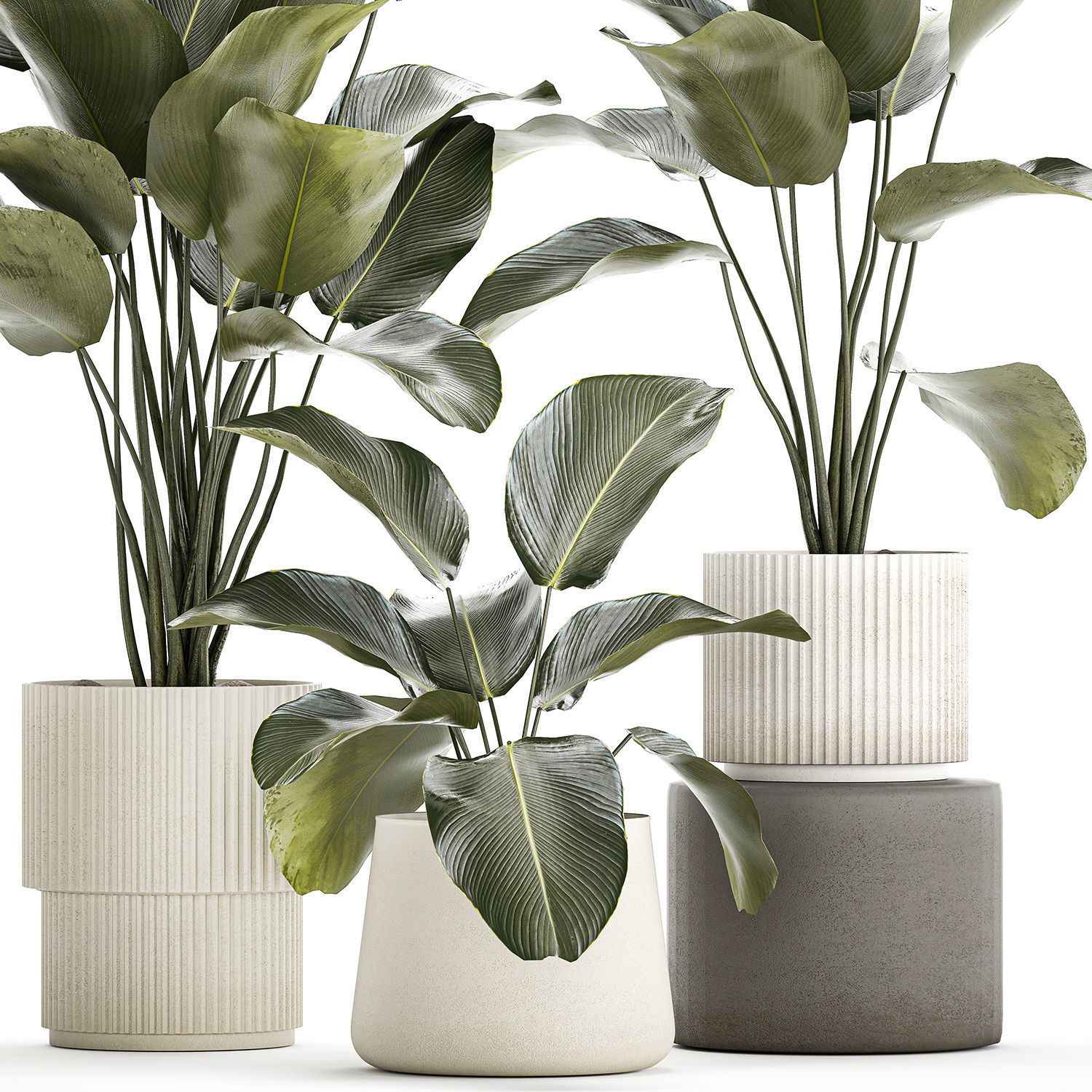 Beautiful plant bush Calathea lutea in a flower pot 1317 3D model_10