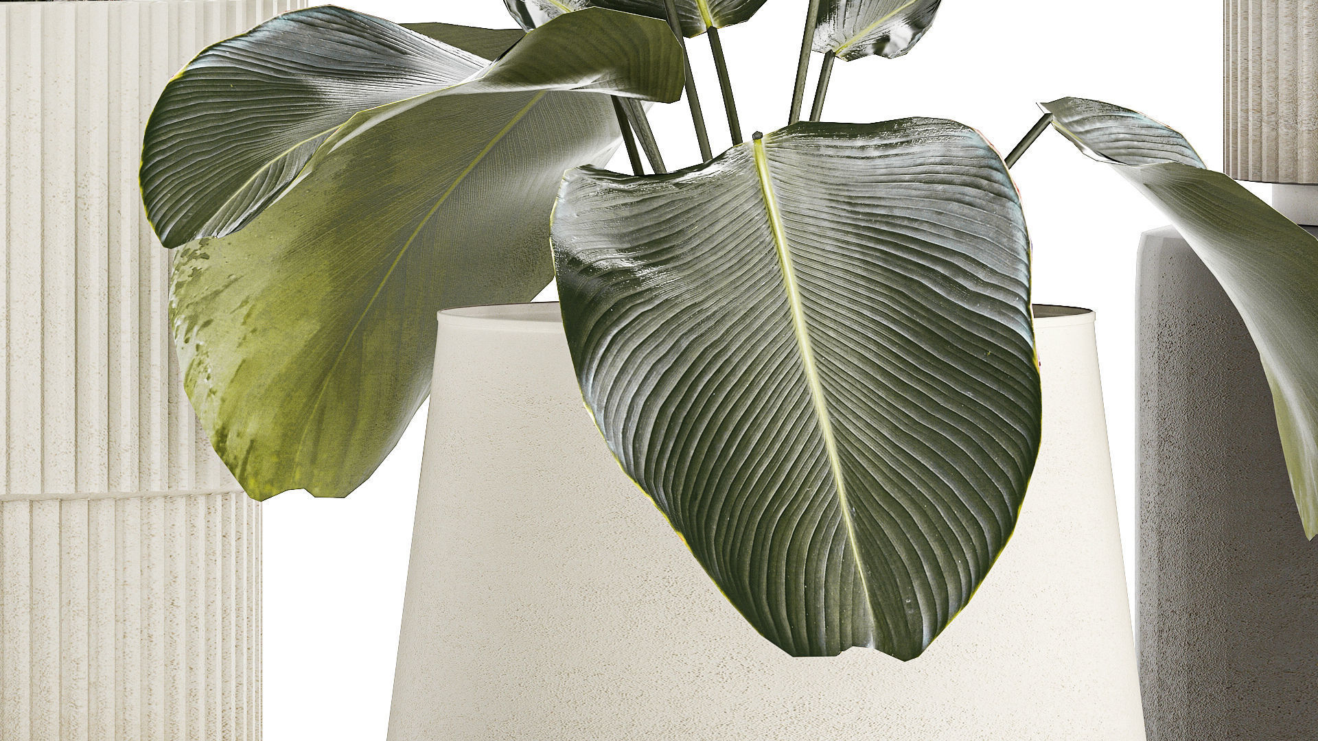 Beautiful plant bush Calathea lutea in a flower pot 1317 3D model_5