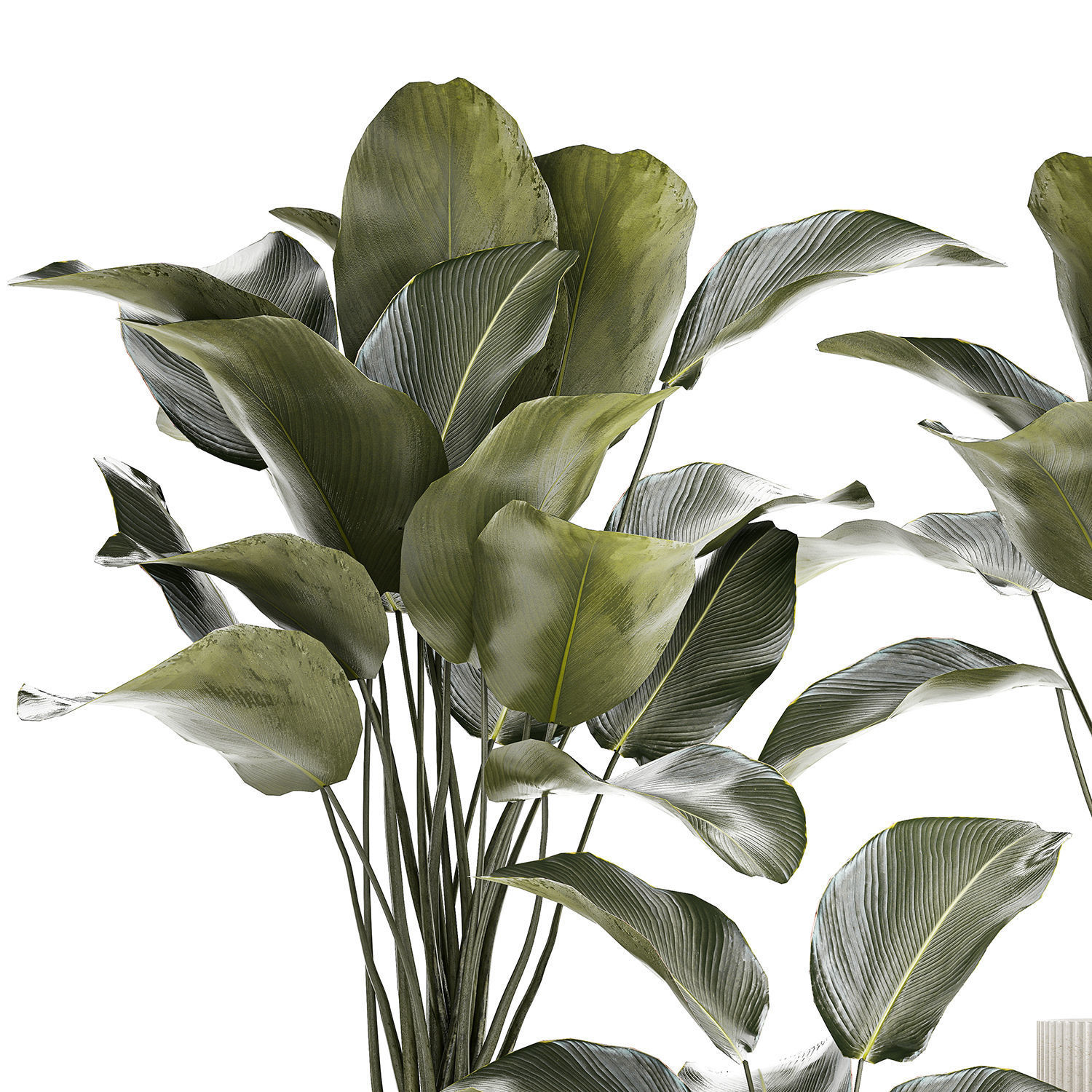 Beautiful plant bush Calathea lutea in a flower pot 1317 3D model_11