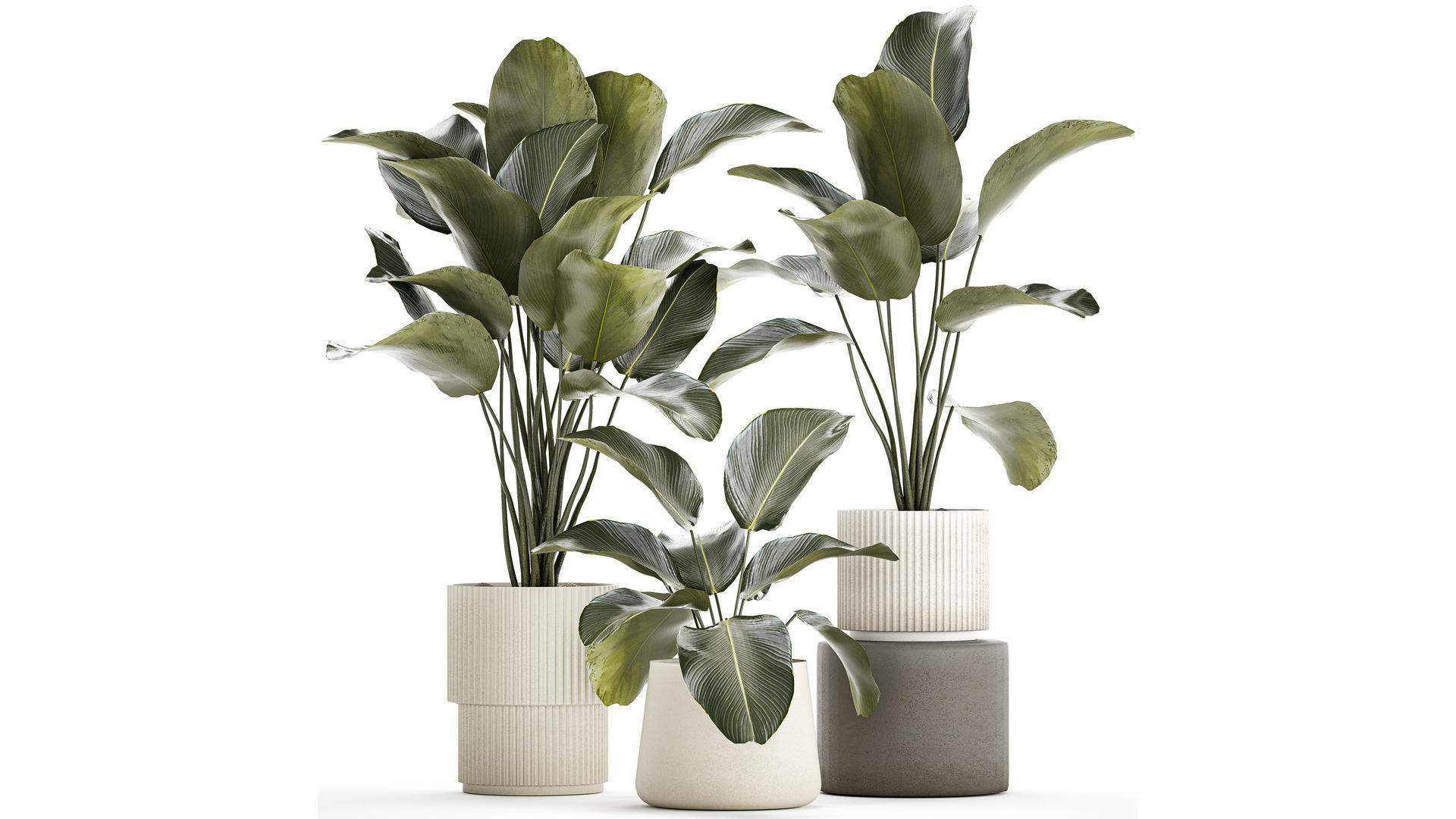 Beautiful plant bush Calathea lutea in a flower pot 1317 3D model_0