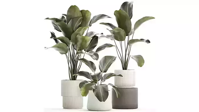 Beautiful plant bush Calathea lutea in a flower pot 1317 3D model