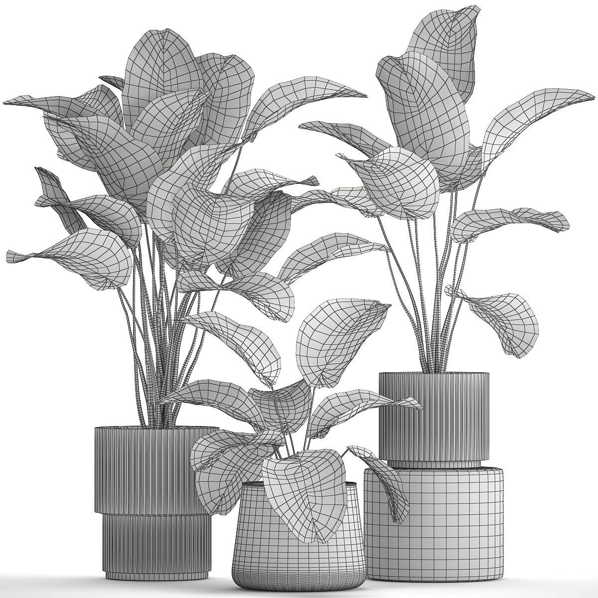 Beautiful plant bush Calathea lutea in a flower pot 1317 3D model_12