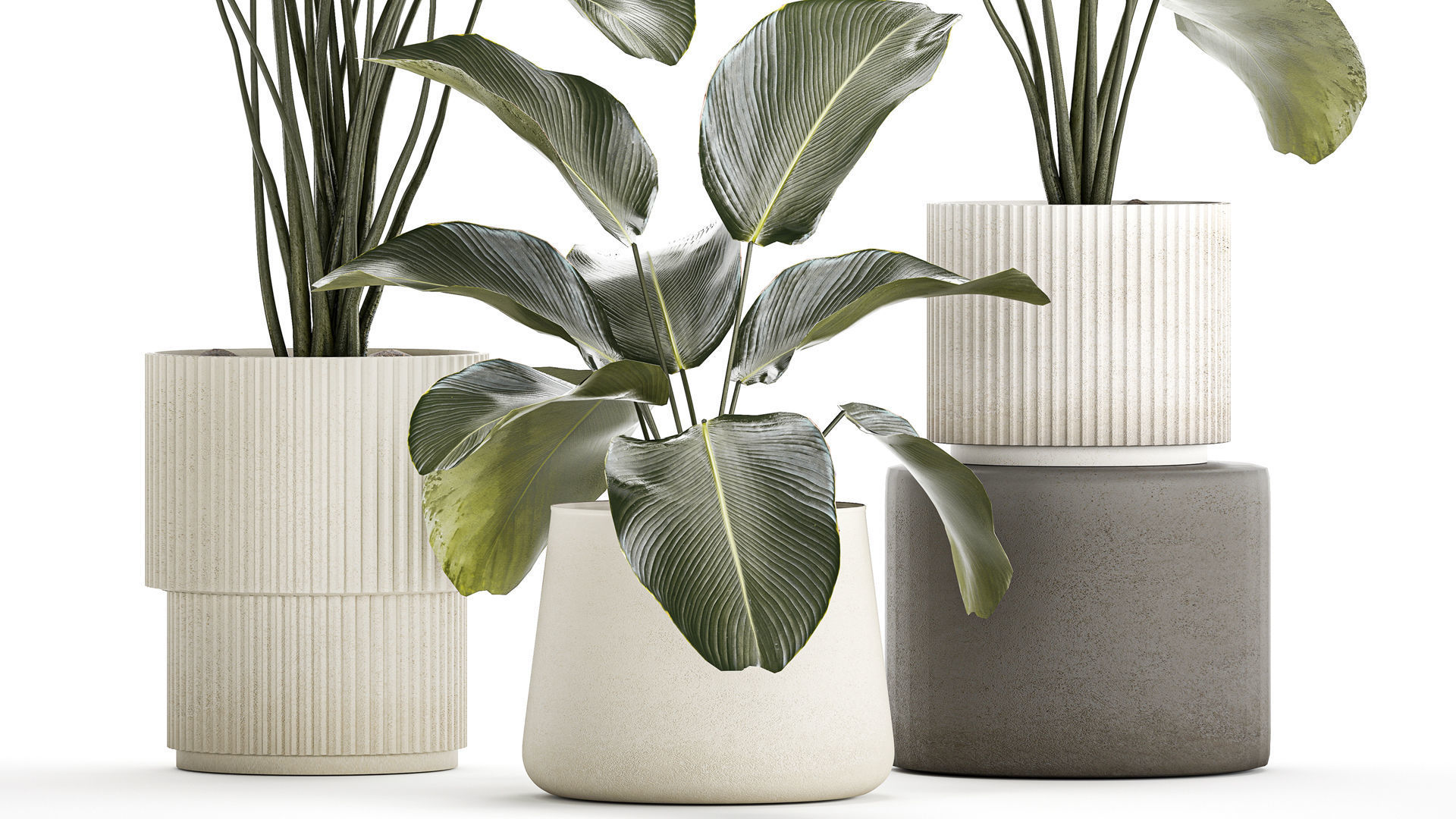 Beautiful plant bush Calathea lutea in a flower pot 1317 3D model_3