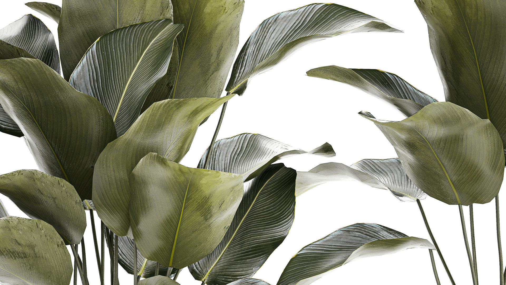 Beautiful plant bush Calathea lutea in a flower pot 1317 3D model_4