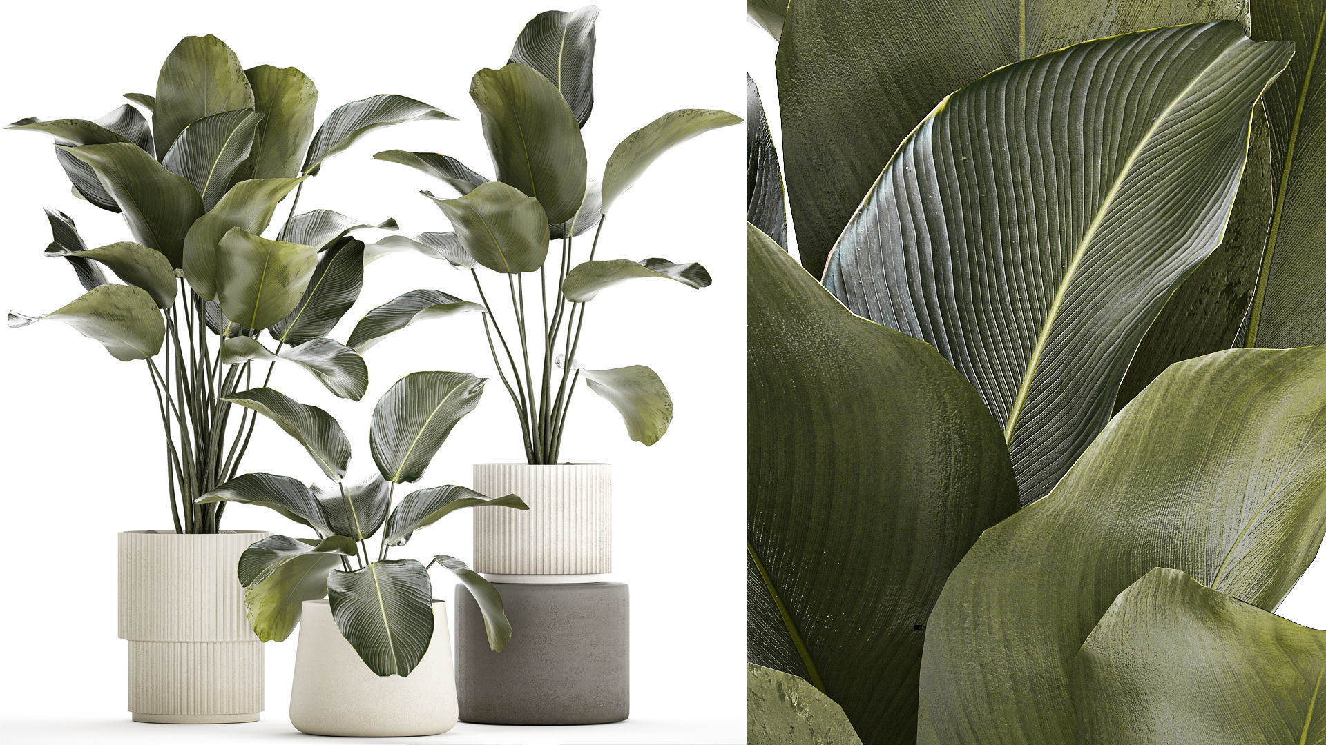 Beautiful plant bush Calathea lutea in a flower pot 1317 3D model_1