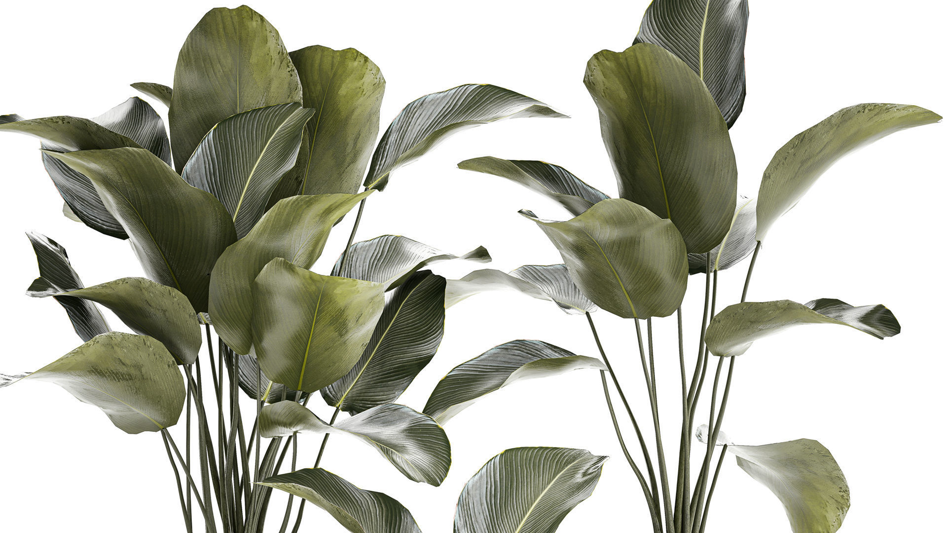 Beautiful plant bush Calathea lutea in a flower pot 1317 3D model_2
