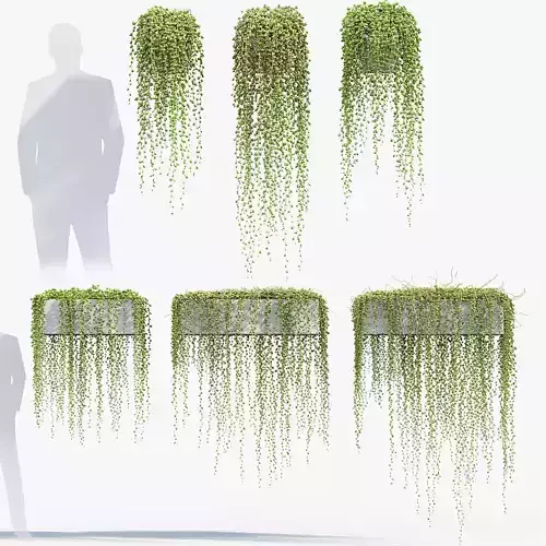 Senecio rowleyanus String of Pearls 02